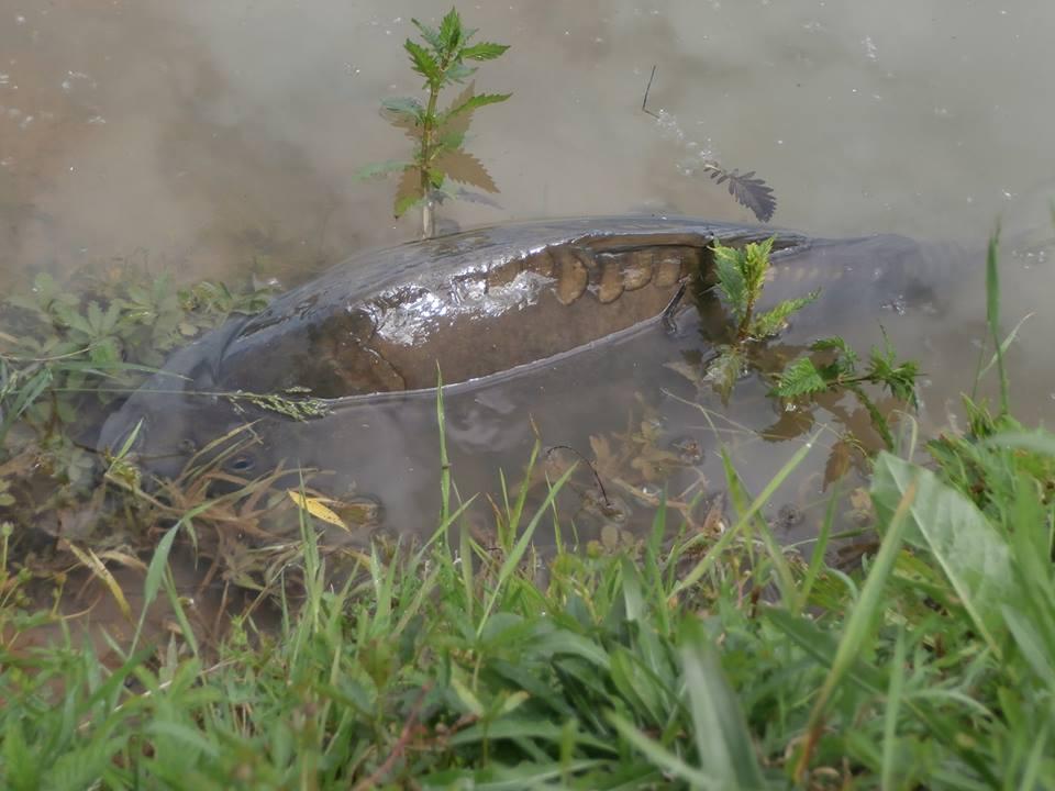 crapi - 945317483730621700559420043211n.jpg